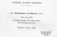 Rhytisma confluens image